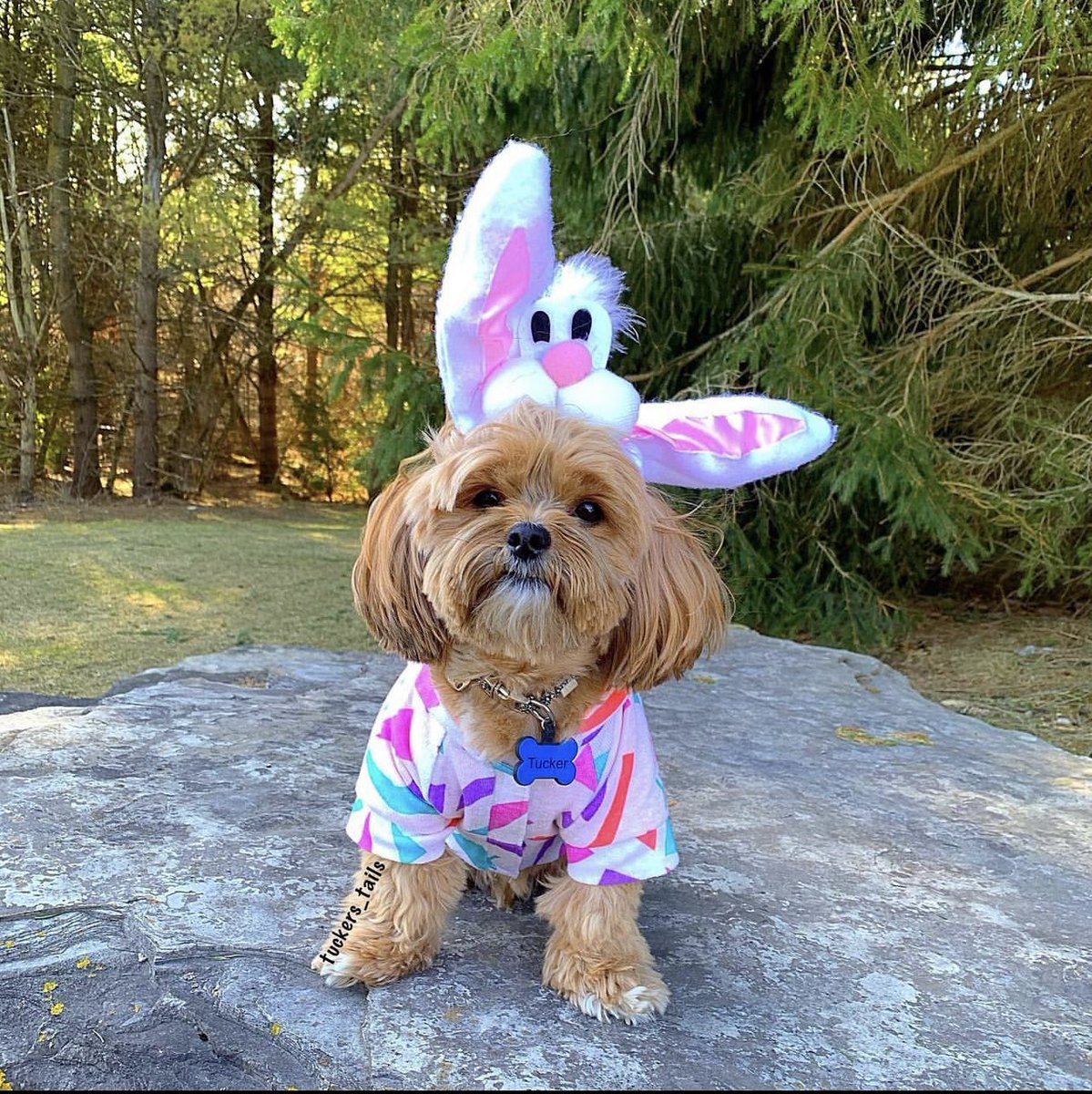 From the SiliDog Family, we wish those who celebrate a very Happy Easter! 🐰🐣 

#happyeaster #getsili