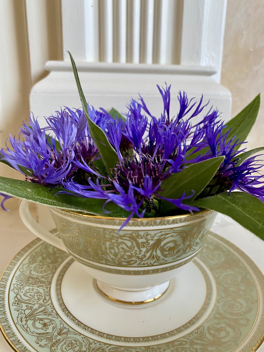 Happy #Sanditon Sunday to all who are watching Ep4 tonight! #SanditonS3 #SanditonPBS #HeyrickParkteacup #cornflowers