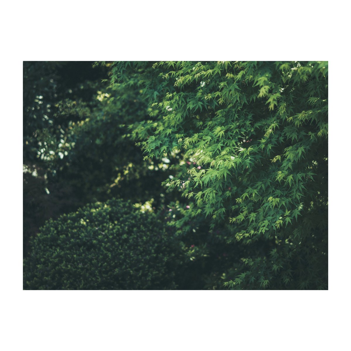 naoki_miyashita's tweet image. —

Good morning. 

—

shot on #SIGMA fpL
w/ 50mm F1.4 DG DN I Art 023 

color mode : #PowderBlue original