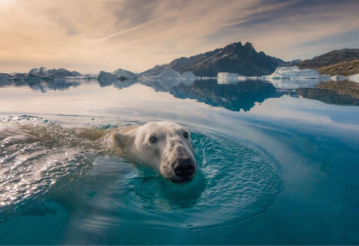 saint_marche's tweet photo. #PolarDip https://t.co/5PYBXCznvH