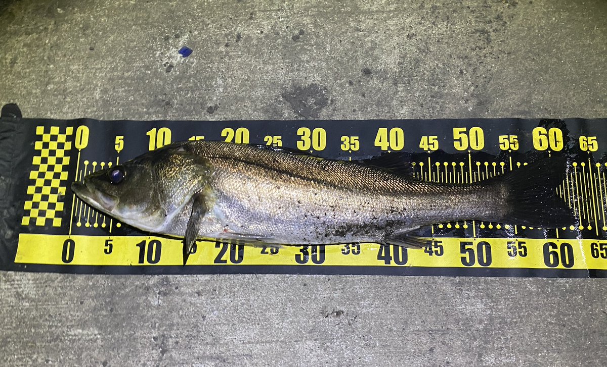FishingLabo's tweet photo. 昨日のクルクルバチ抜けシーバス結果‼️

最近忙しくて釣りに行けず🎣

もう始まっているかな❓と久しぶりに東京湾奥に行ってみると。

10ヒット以上の４ゲット‼️

浅めのバイトが多くバレやすい。

やっぱりルアーはスケスケレッドが効く🤲

#京浜運河

 #バチ抜けシーバス

https://t.co/LBhhHnKQ0i https://t.co/83TfSxv7W9