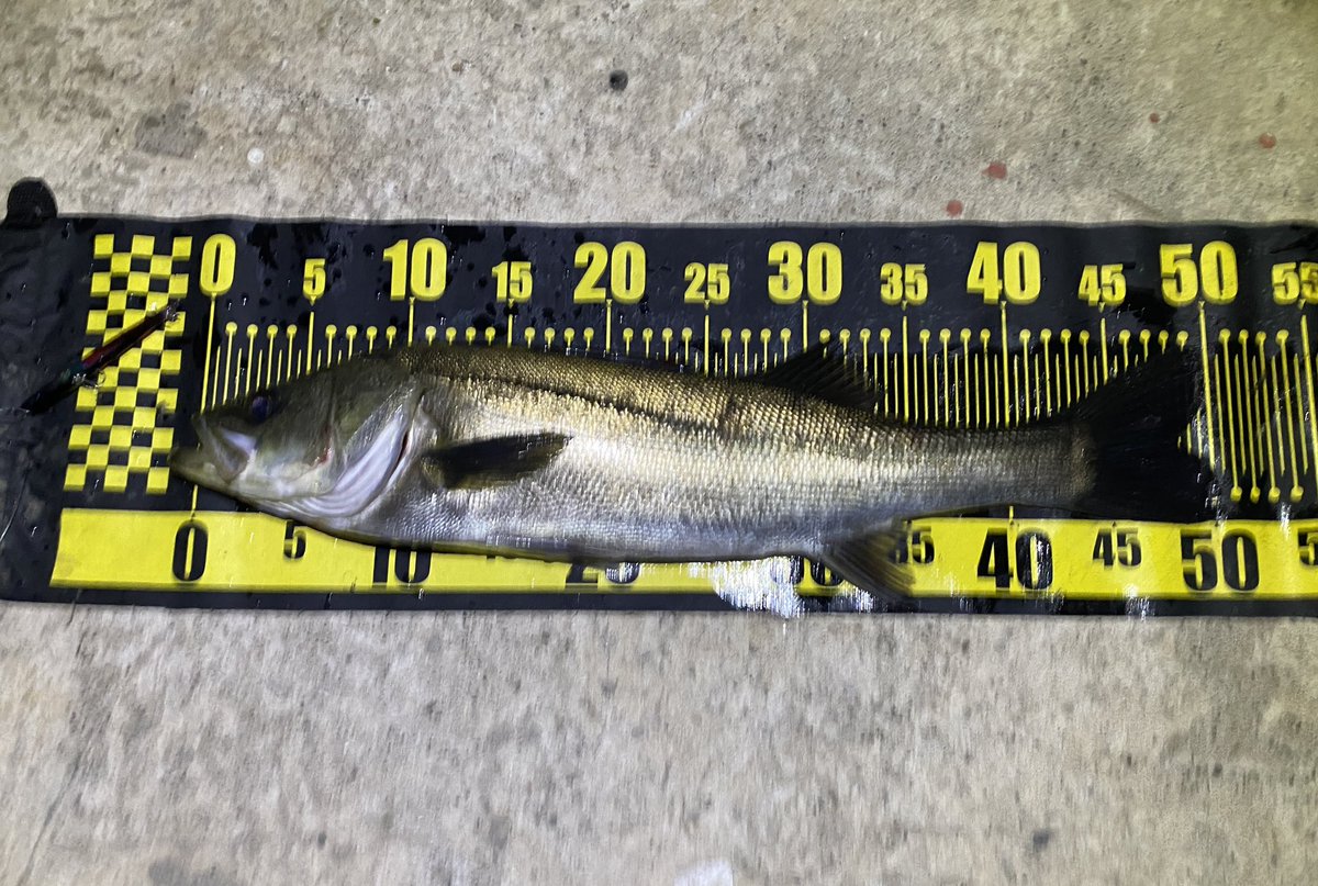 FishingLabo's tweet photo. 昨日のクルクルバチ抜けシーバス結果‼️

最近忙しくて釣りに行けず🎣

もう始まっているかな❓と久しぶりに東京湾奥に行ってみると。

10ヒット以上の４ゲット‼️

浅めのバイトが多くバレやすい。

やっぱりルアーはスケスケレッドが効く🤲

#京浜運河

 #バチ抜けシーバス

https://t.co/LBhhHnKQ0i https://t.co/83TfSxv7W9