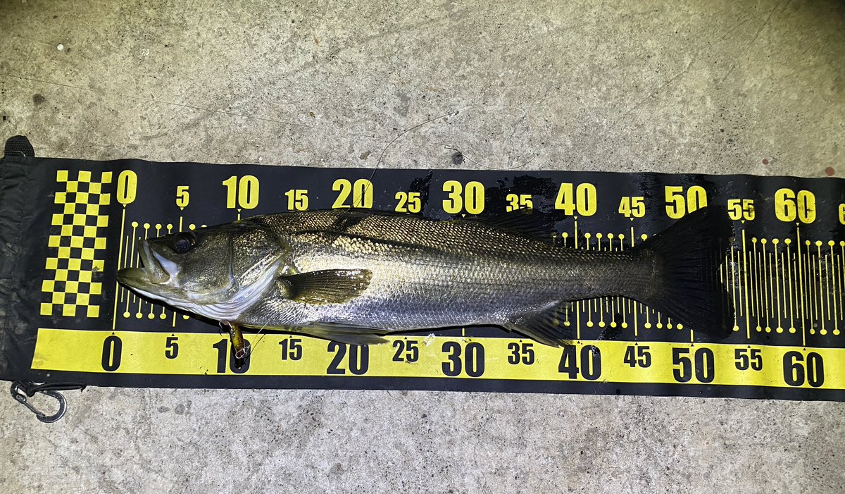FishingLabo's tweet photo. 昨日のクルクルバチ抜けシーバス結果‼️

最近忙しくて釣りに行けず🎣

もう始まっているかな❓と久しぶりに東京湾奥に行ってみると。

10ヒット以上の４ゲット‼️

浅めのバイトが多くバレやすい。

やっぱりルアーはスケスケレッドが効く🤲

#京浜運河

 #バチ抜けシーバス

https://t.co/LBhhHnKQ0i https://t.co/83TfSxv7W9