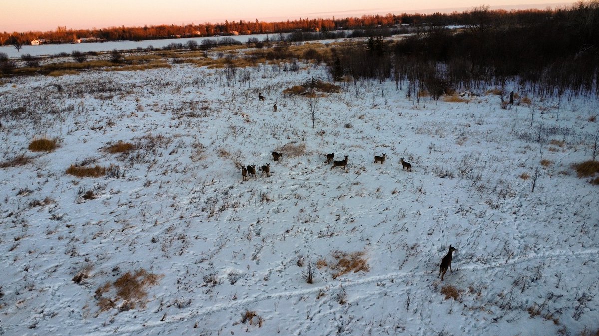 Rexxenex's tweet photo. @DJIGlobal https://t.co/Me4hZeBMFe