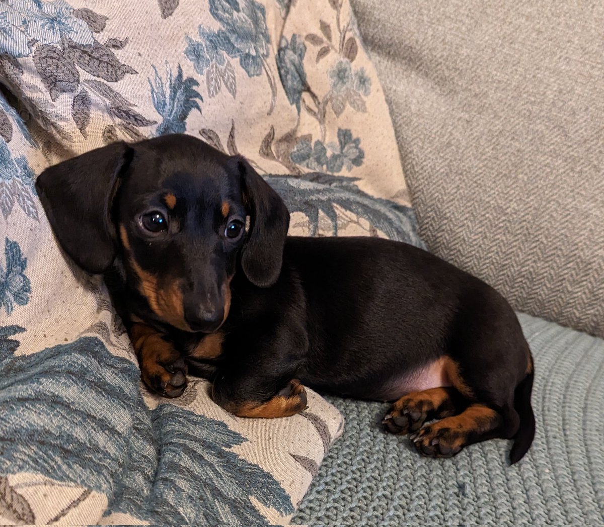 India Rose Strings tweet media