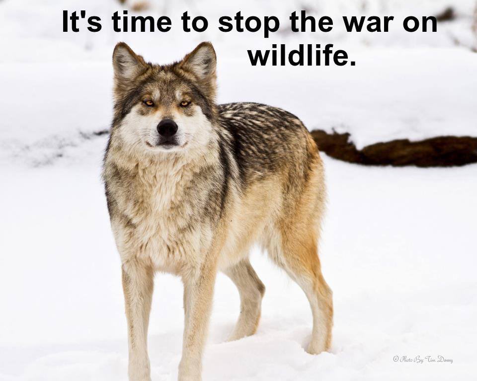 “Change comes from our voices, our actions and the REMOVING THOSE FROM POWER WHO CONTINUE TO DESTROY THE HEART OF OUR WILDNESS.” Stephen Capra #RelistWolves #StopWarOnWildlife
