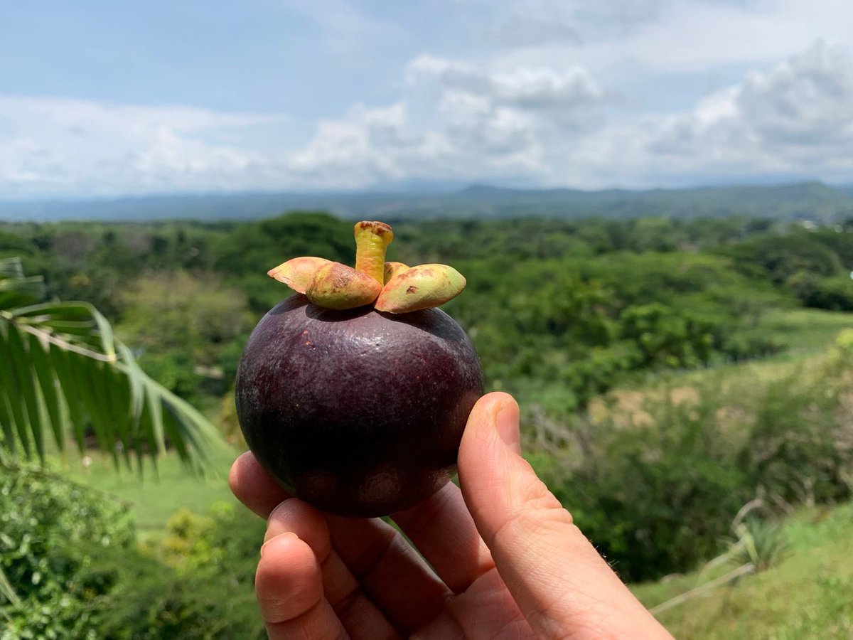 HodgsonGeorge's tweet photo. Durante nuestras vacaciones de #SemanaSanta en Mariquita, descubrí esta fruta tan deliciosa. 

Me dicen que se puede llamar mangostino o manjar de los dioses. ¿Cómo la llaman ustedes?

Cuéntenme sus frutas favoritas y ¿cuál fruta debería probar ahora….? https://t.co/lpebxbV7Eq