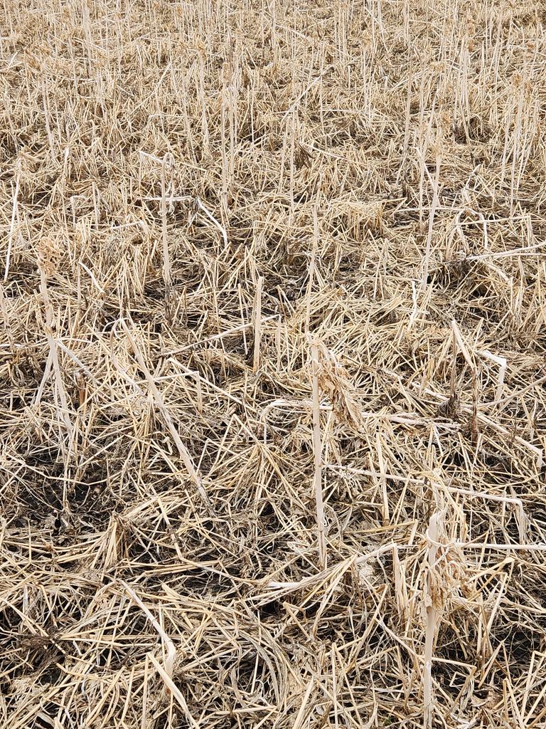 LarryCowing's tweet image. corn seed bed for this spring, how challenging  will this be?