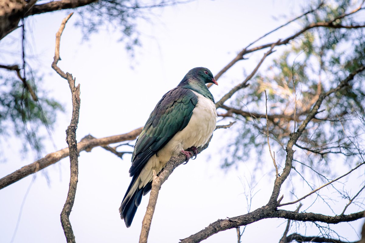 PicsNClicks's tweet photo. New Zealand Wood Pidgeon, aka Kererū

#newzealand #canon #canonphotography #photo #photography #nature
#naturephotography #birdphotography #BirdsSeenIn2023 #bird https://t.co/uKl3mozUBu