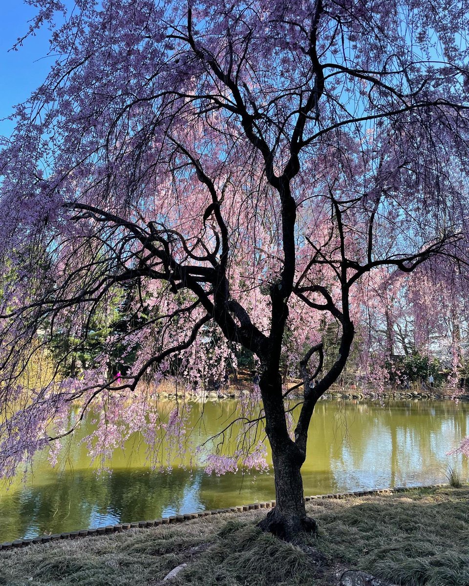 Easter Sunday among the blooming cherry blossoms 🌸🐣🐇🌷🌸☮️ #brooklynbotanicalgarden #bbgardens #bbgarden #brooklynbotanic #brooklynbotanicgarden #easter #peace #spring #springinnyc #springflowers #brooklyn @BrooklynBotanic