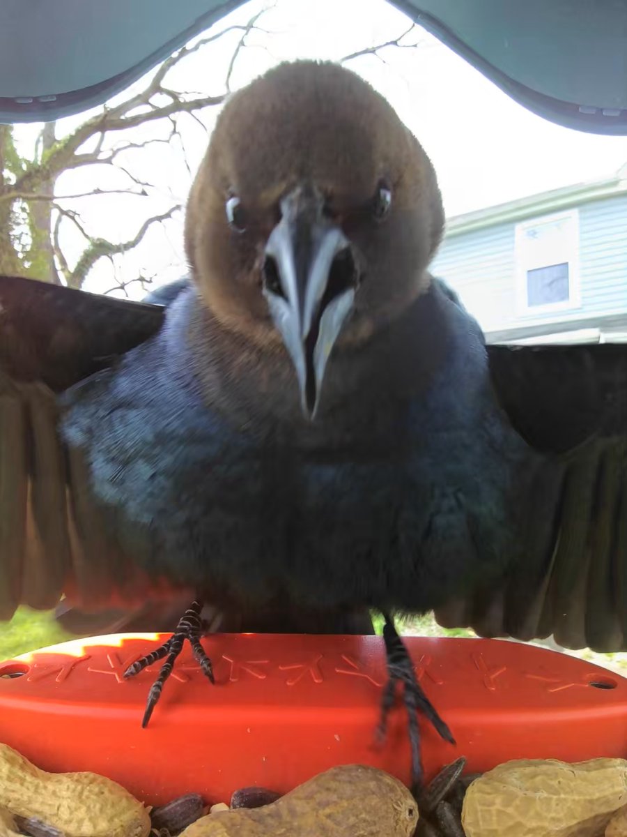 ladyinthestacks's tweet photo. @mybirdbuddy Caught this Brown-headed Cowbird getting super angry at his reflection in the camera lens! https://t.co/oMijKPxcs5