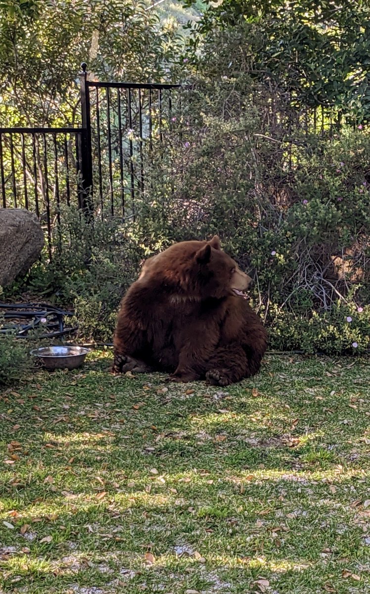 This is the weirdest Easter Bunny I have ever seen. (Also, truthfully, the largest bear I have ever seen in my backyard.)