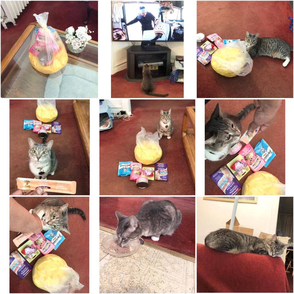 GailMercherson's tweet photo. #Gigi … “Happy Easter Sunday!  To all you folks who still believe in the Easter Bunny like me, I hope you enjoyed your Easter Basket &amp; treats. 🐇😇 You know, I would watch the #videos &amp; see the other cats #lapping up those #squeezable treats like crazy… https://t.co/GTFV51uQvC https://t.co/SYDHZqRhiR