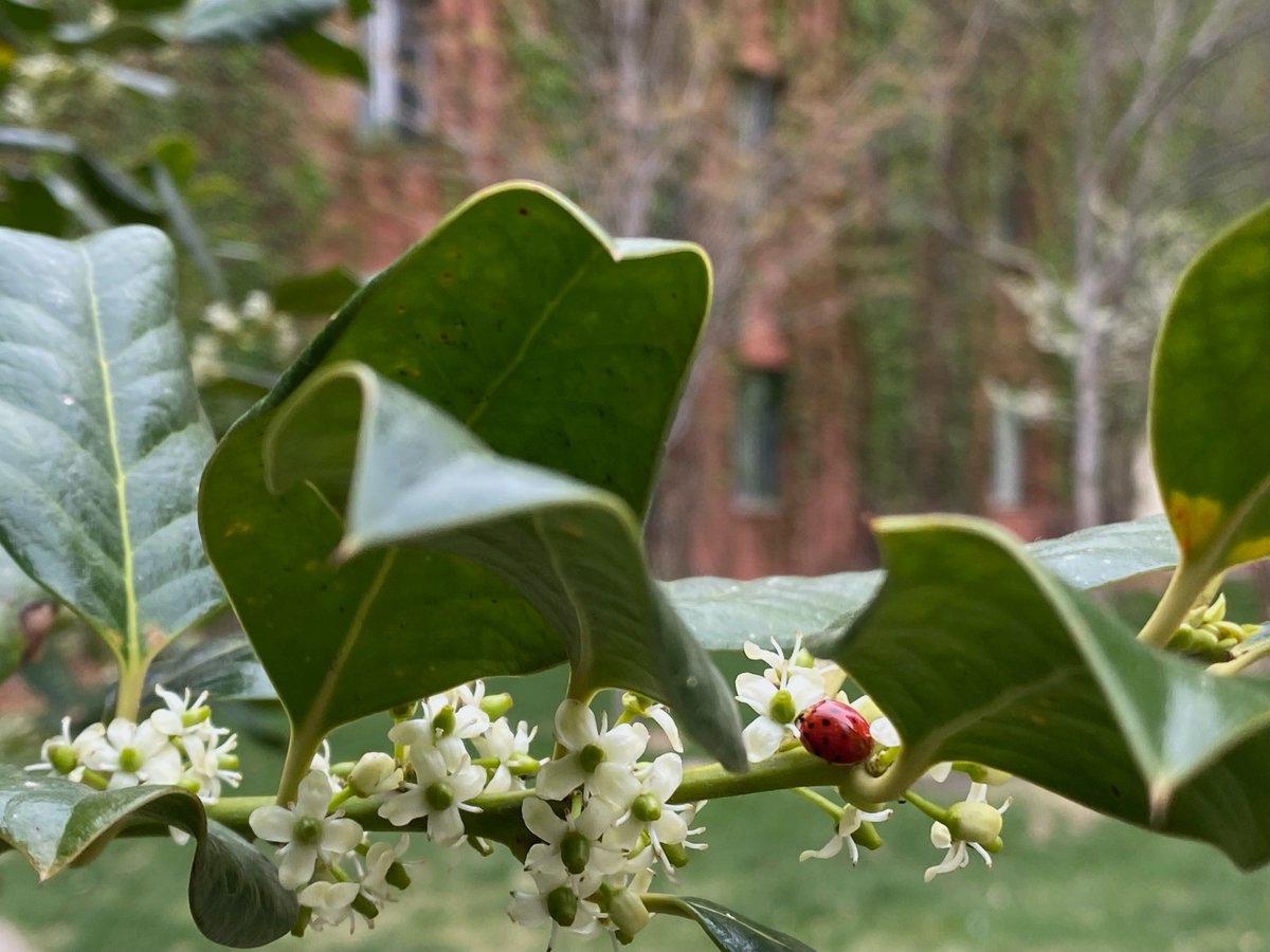 OUDeptPsych's tweet image. OU_Libraries: RT @PalmeriJoAnn: #Ladybug on Holly Tree near north wall of Bizzell Memorial Library this evening 🐞#SpringIsHere #LibrariesFromTheOutside