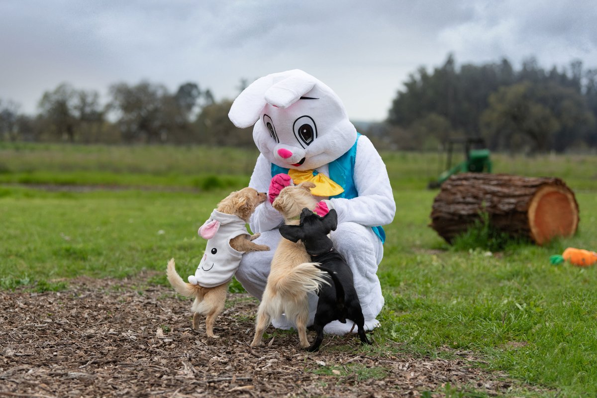 CWOB's tweet photo. Wishing you a very #HappyEaster from everyone at Compassion Without Borders! 🐰Our dogs had a wonderful time bouncing around with the Easter #bunny. May your day be filled with love, laughter, and plenty of Easter cheer!
#Easter #EasterSunday #Passover https://t.co/aav1dVl1Al