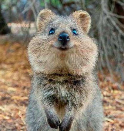 MochaEnby's tweet photo. THE BABY 💕
THEM💖
#SonicTheHedgehog #Tmosth #barrythequokka https://t.co/2xZxnA6Cwo