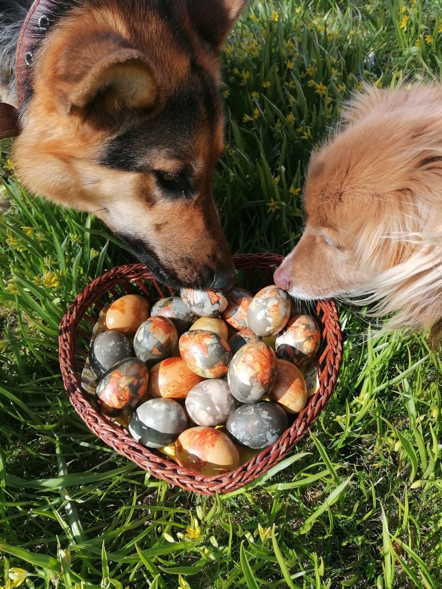 uzavasbib's tweet image. Lai krāsaini, saulaini un priecīgi! 💛🥚🐤
#Lieldienas #svētkusajūta #prieks #uzavasbiblioteka