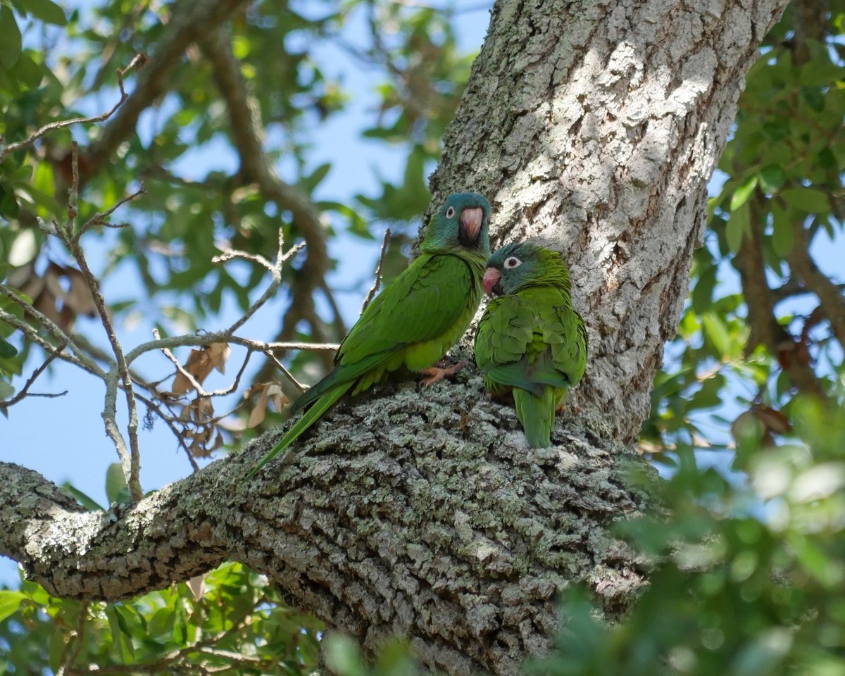 These parrots and their growing flock are currently chattering up a storm in the live oak above our yard. And all I'm trying to do is have an afternoon of just sitting quietly and reading and not doing *anything* else. However: #birdnerd + #naturephotographer