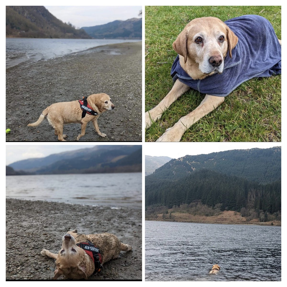 Auld Alfie's day in the Loch 💦 
#dogsoftwitter #dog #dogs #scotland https://t.co/NyUKPpCR5o