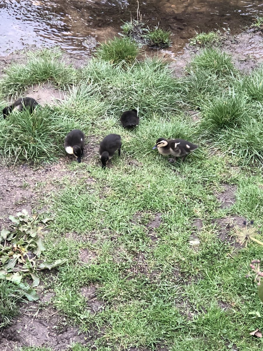 Saw these wee little babies this afternoon. There’s no sign anywhere of their mammy. No grown ups anywhere nearby. Hope they’ll be ok. #RiverLeven #Stokesley