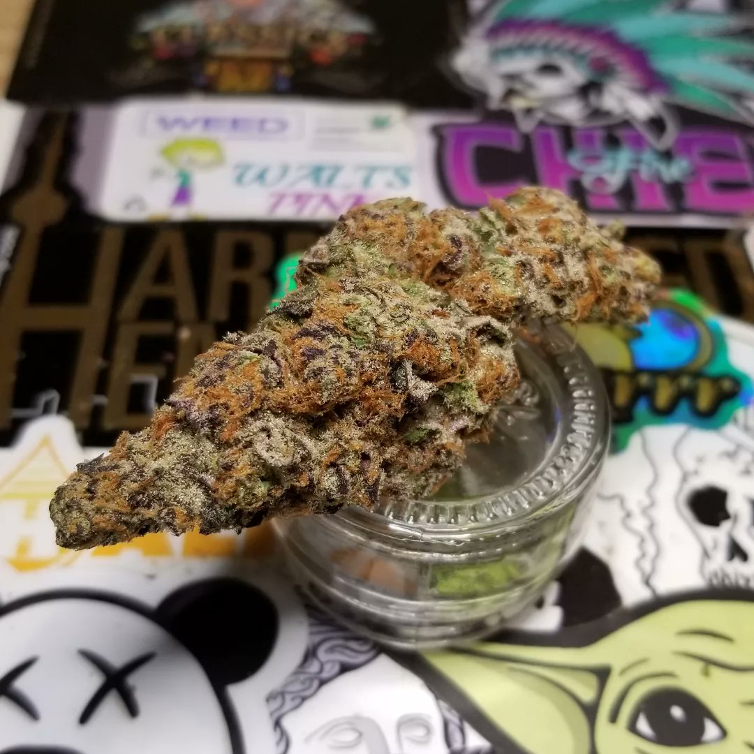 Northern_Wayz's tweet photo. Tang Breath - PaidByPounds

Outer perimeter is nothing short of being magazine worthy, iced out with purple trim a healthy amount of spaced out orange hairs and it's all mixed perfectly within a lime green foliage.

#Mmemberville 
#CannabisCommunity 
#CannabisCulture https://t.co/oisjXSSrrC