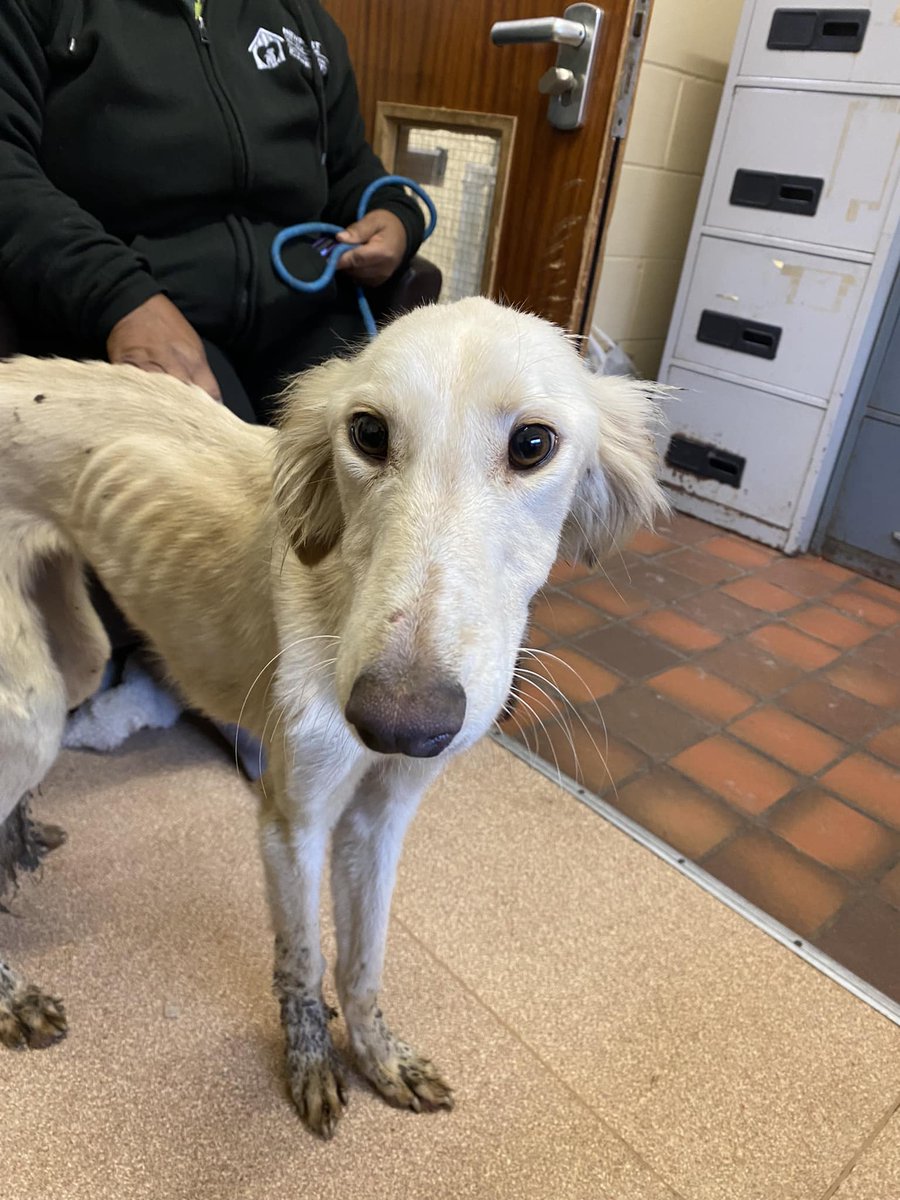 Please retweet, today, because rescue shelters are full, owners and council pounds will be putting healthy dogs to sleep #UK   
Please don't buy pets, adopt or foster if you can.   
3.4 million pets have been abandoned in the UK in the last 12 months.   
vettimes.co.uk/news/concern-a……