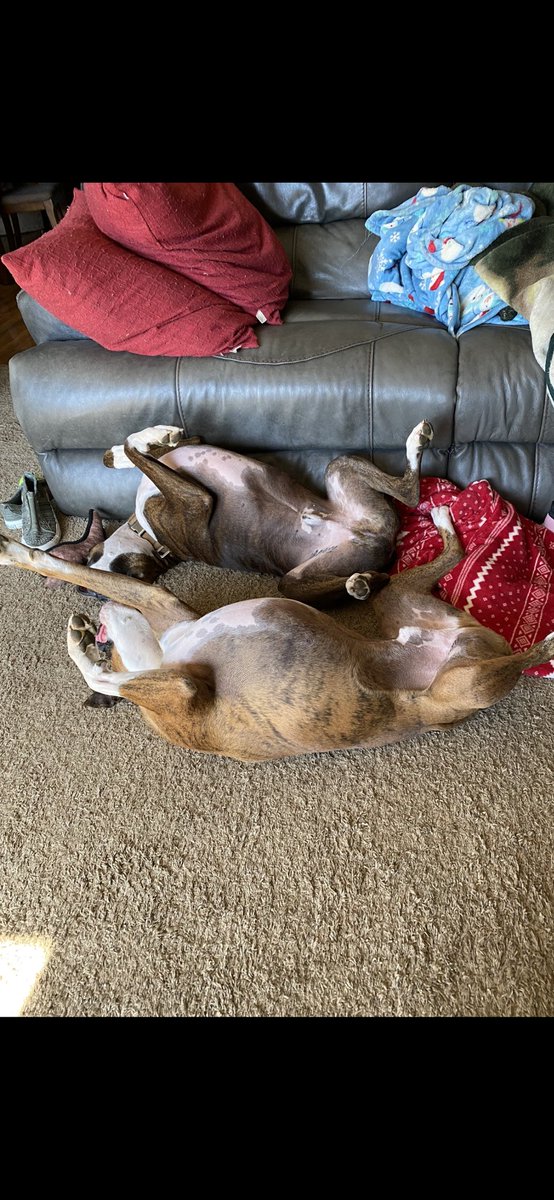 It’s been an exhausting day!  #boxers #boxerdogs #dogsoftwitter #boxerdogsoftwitter #boxerlove