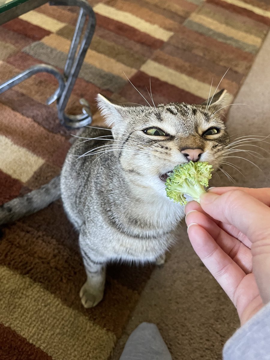 Friends of Bear Cat Rescue tweet media