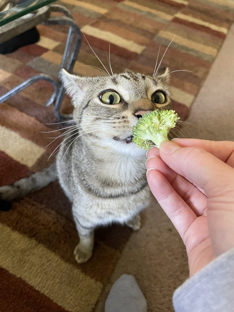 Friends of Bear Cat Rescue tweet media