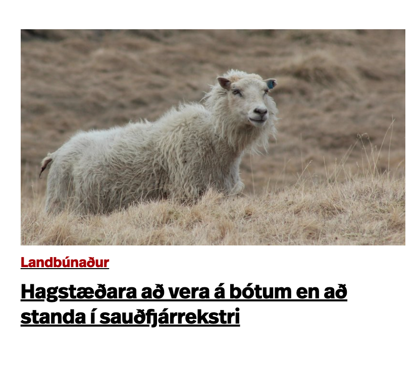 gudmundur_jor's tweet photo. Vel gert að finna mynd með fréttinni af rollu sem er á bótum og mögulega í neyslu líka https://t.co/B1wC6FmTsL