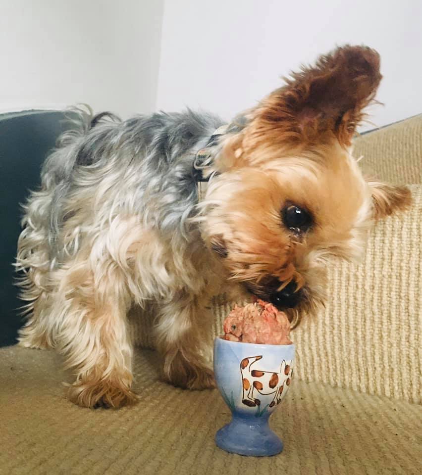 Lula enjoying her Poppy's Picnic  Easter Egg 🐶👍🥚

We hope you have a wonderful Easter with your furry pals ❤️