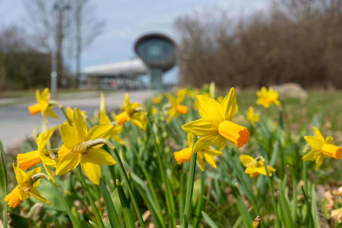 Daffodils (Narcissus) near the station🌼
 
#Denmark #NaturePhotography #SonyAlpha #photooftheday #April9th #SundayVibes #SundayMood #Sunday #Easter #EasterSunday #Flowers 

📸Dorte Hedengran