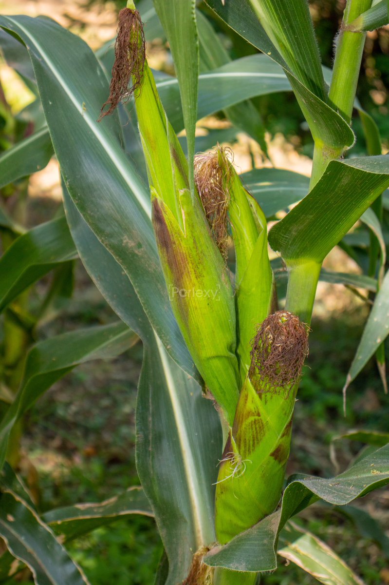 Have an a-maize-ing week!

#Photography
#Photographer #PhotographerInMombasa #PhotographerInNairobi #Africa #humanitarian #photo #photogram #photooftheday #behance #portraitphotography #themedphotoshoot #DocumentaryPhotography #maize #agriculture #agribusiness #amaize #amazing