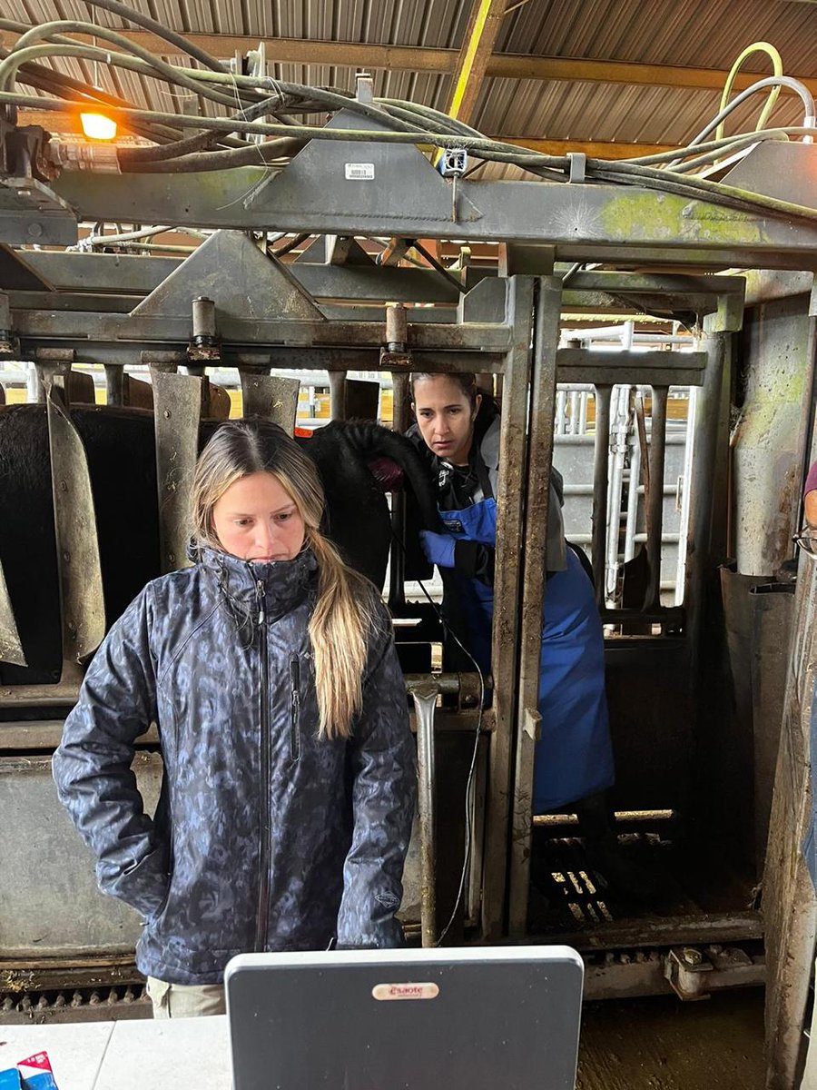 GelaGonella's tweet image. First ET group of 2023. Thanks @msofia2009 for the collaboration and to the NFREC repro and beef unit teams for the invaluable help! #reprorocks #embryotransfer