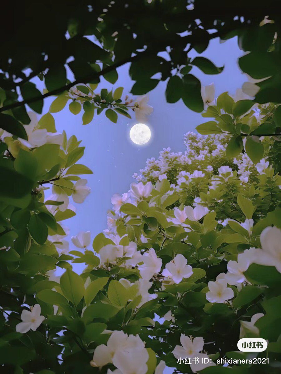 moon &amp; flowers