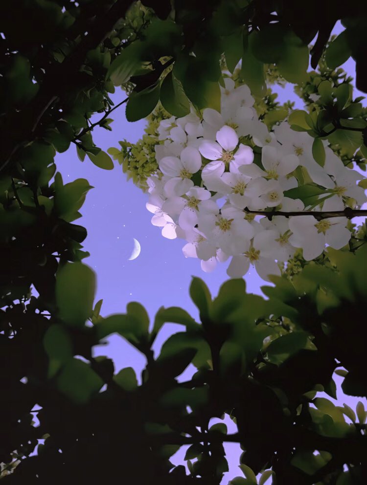 piinkibun's tweet photo. moon &amp; flowers https://t.co/UctSNRgo6E