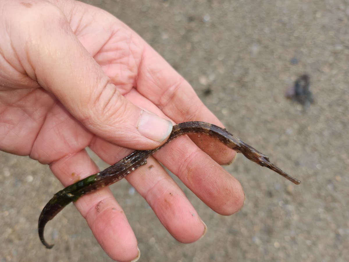 JChambz's tweet photo. Thought I had a stick stuck in the hook length, until it started wriggling. Not the first time I've had one of these on Helford, fortunatly not hooked - Pipe Fish went back fine. Strange creatures! https://t.co/FAz2wZpGKa
