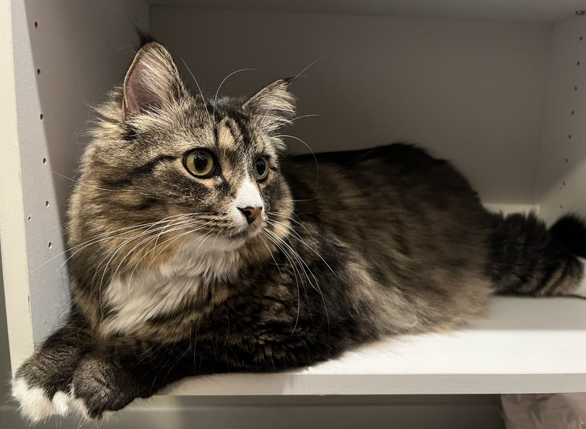 Alexandratweets's tweet photo. Kingsley in cabinets and shelves after I’ve cleaned them out: a series 

#movingtime 📦📦📦
#CatsOfTwitter https://t.co/zV0QkobTL7