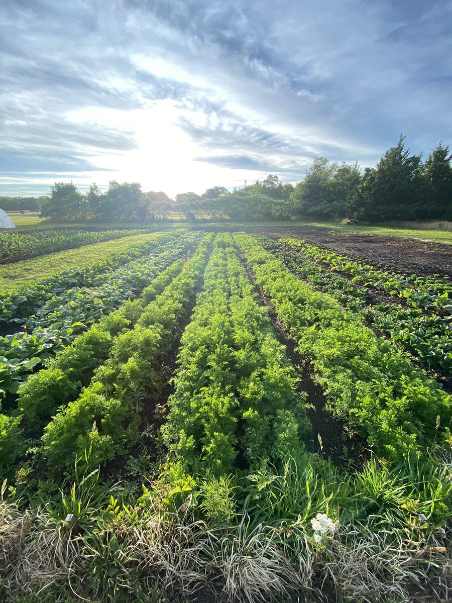 FarmerGenerous's tweet photo. Some of my favorite pictures from my farm. Started this farm from scratch two months after Covid, because I thought my 15 year career was going to fire me for remaining unvaccinated. Never got fired, so got a farm and a full time job now. 😅 https://t.co/DJQlTaQL8g