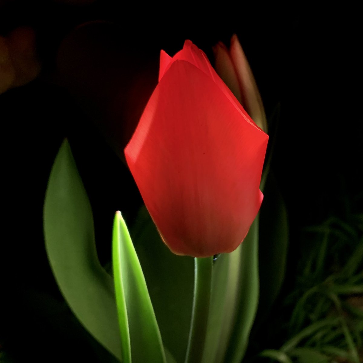 Red

#betthupferlbild