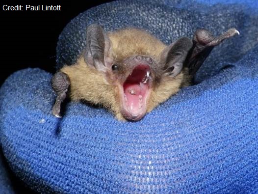 Bats Nightly 🇵🇸 tweet media