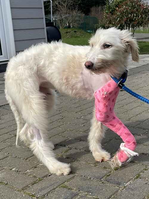 Please retweet to help Josie find a home #KENT #UK Sweet Lurcher pup aged 7 months. Sadly she's been involved in a car accident. The shelter has paid to fix her leg. Please contact the shelter for more details, let's get her in a home asap. DETAILS lastchanceanimalrescue.co.uk/kennel/dog.php