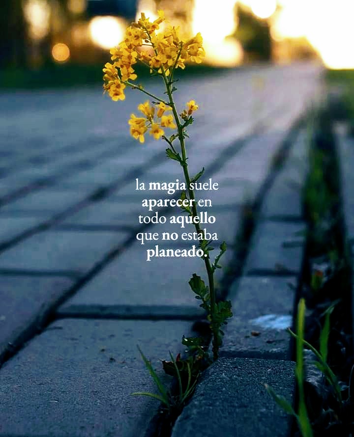 ITZAROSAS1's tweet photo. https://t.co/627G6kd6PV