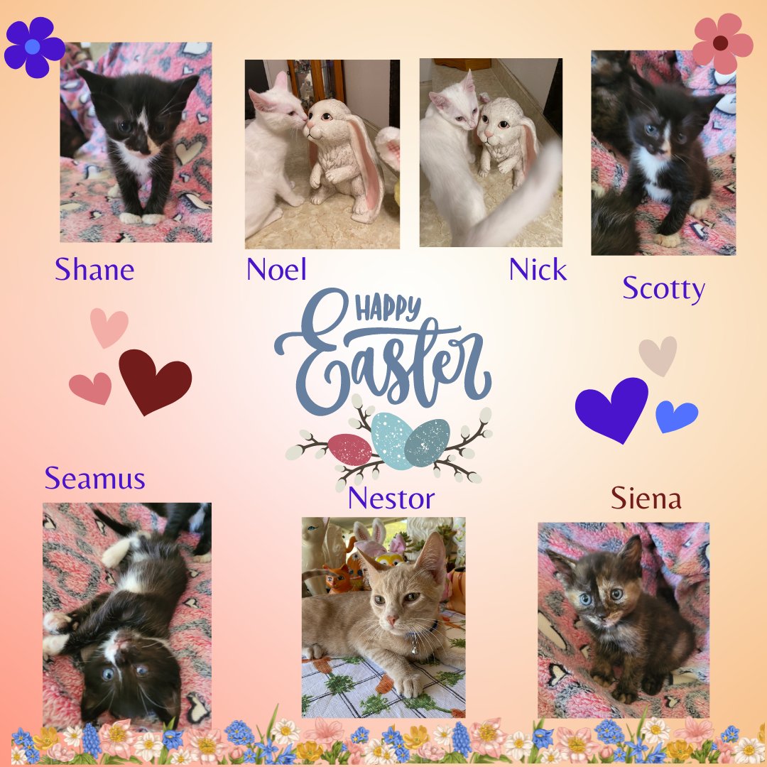 PurrsFeline's tweet photo. Happy Easter from some of our sweet babies, waiting for their forever homes!!!

#blessed #BlessedAndGrateful #HappyEaster2023 #kittens #kittenoftwitter #catrescue #preciouspurrsfelinerescue https://t.co/YmGdI5ES4x