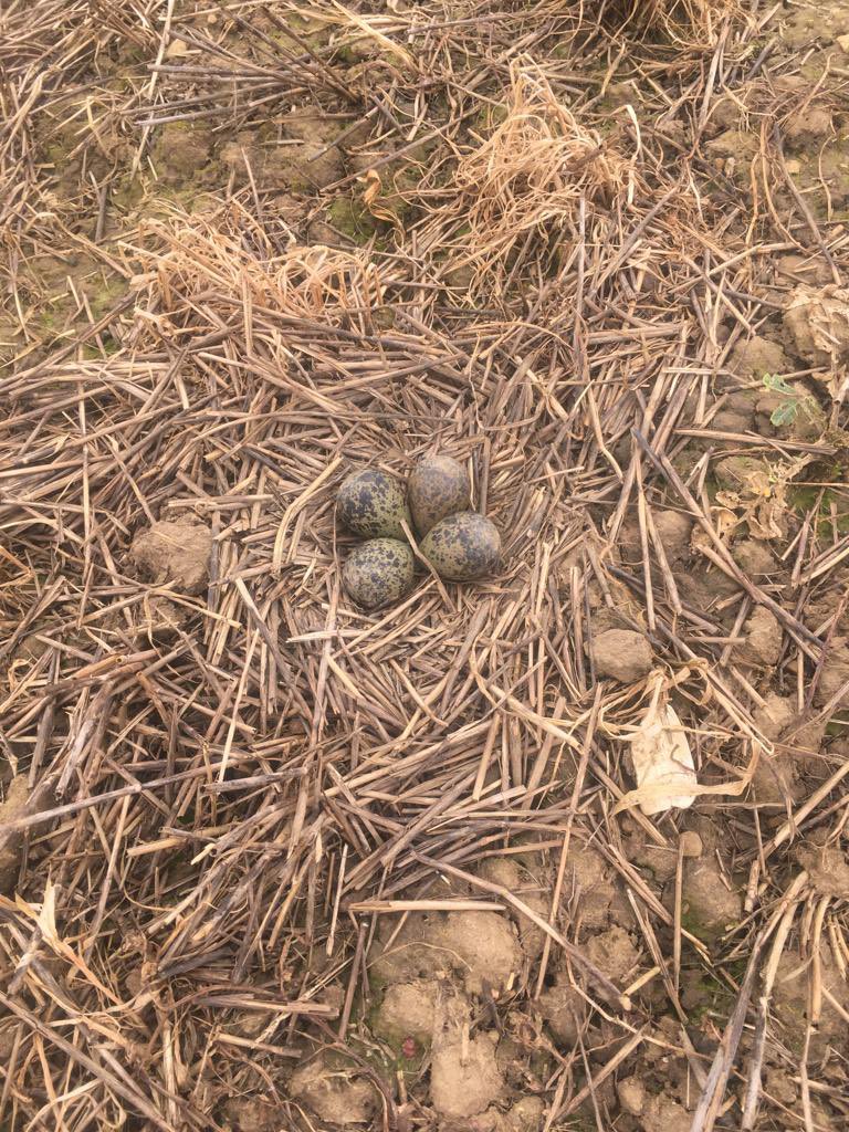 Luckily spotted this in the middle of the field while we were planting spring beans today #Easter2023