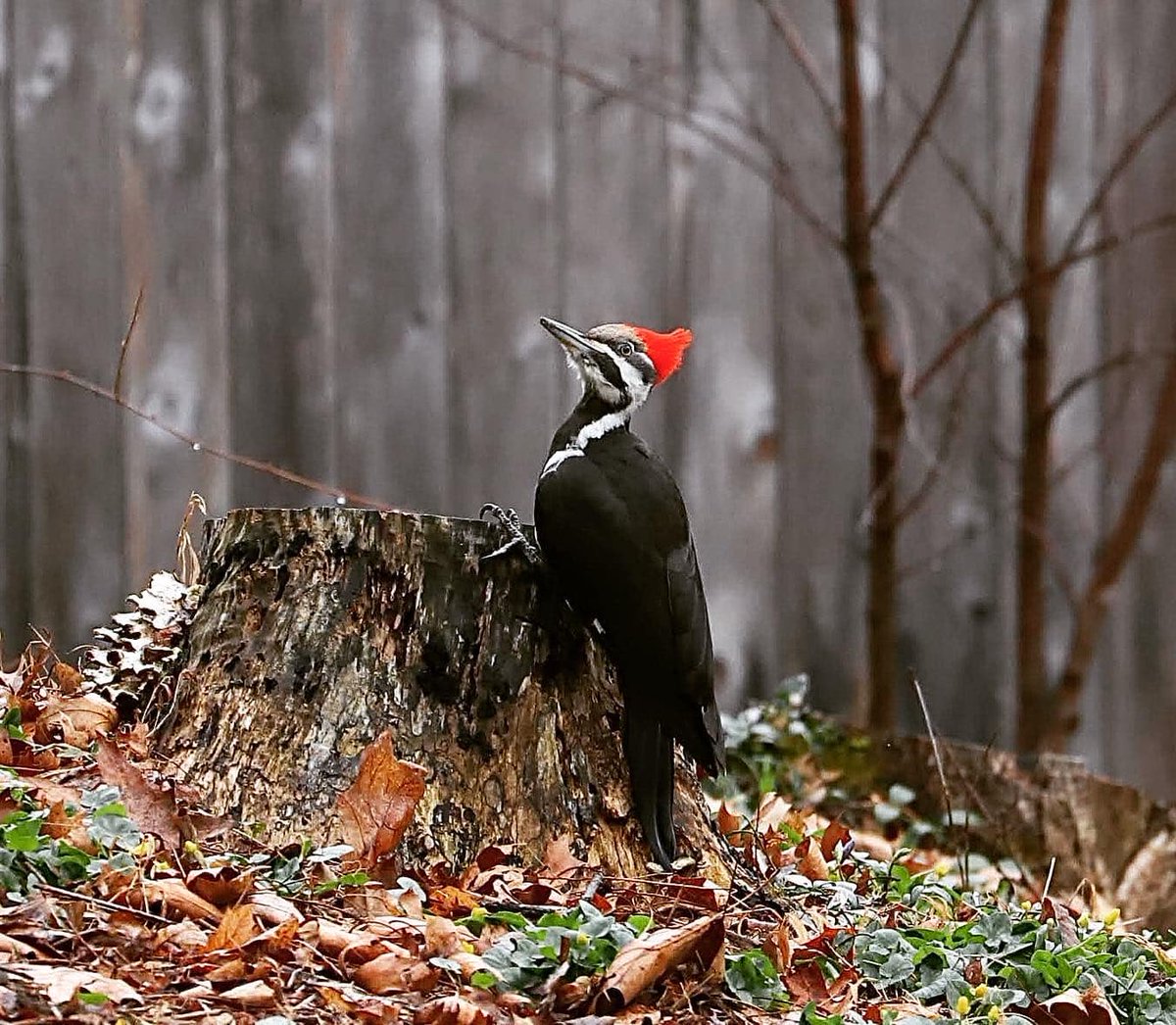 Joy from rewilding my little plot of earth #pileatedwoodpecker #woodpeckers #wildlifephotography #wildbirds #nature #naturephotography #wildlifephotos #leavetheleaves #rewilding #wildwood #spring #birding #birdwatching #birdsofnewyork #naturewatch  #birdsinmygarden #marshcottage