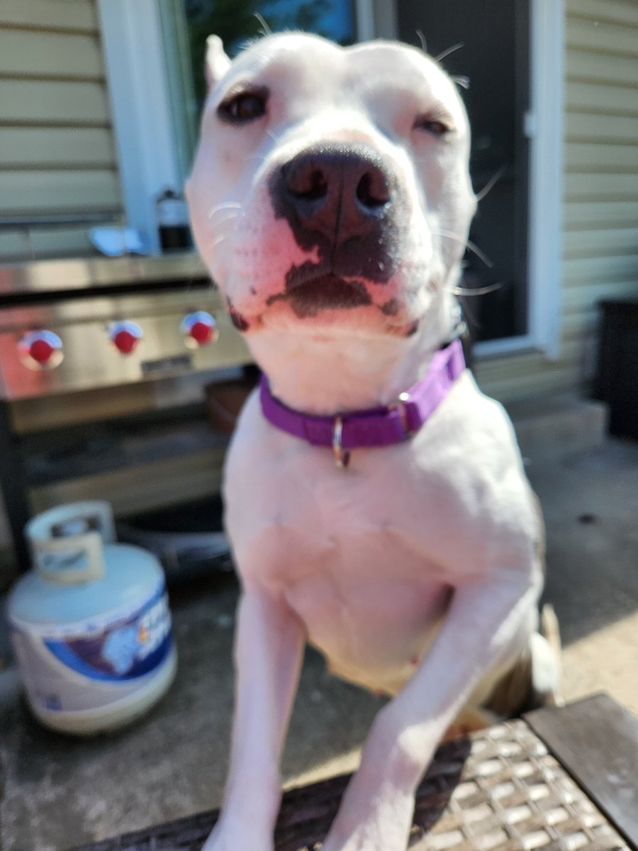 dogstarlite's tweet photo. Hi. A few days ago,the parents adopted a new dog. Her name is Luna. She's suuuper sweet. Looks a lot like Chantel, RIP old girl. https://t.co/52jphPFAUd