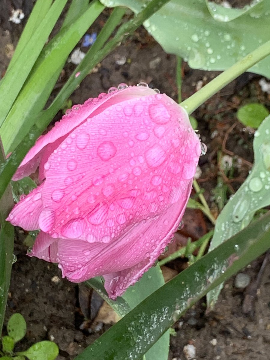 LGCSmith's tweet image. Happy Easter to those that celebrate. I made hot cross buns (a little wonky, but they taste good) and we’re enjoying lots of flowers in our slowly unfolding spring.