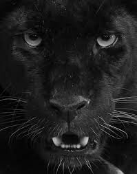 big_catsf's tweet photo. Have a peaceful night💙💙💙💙 https://t.co/ypVfmTPJpN