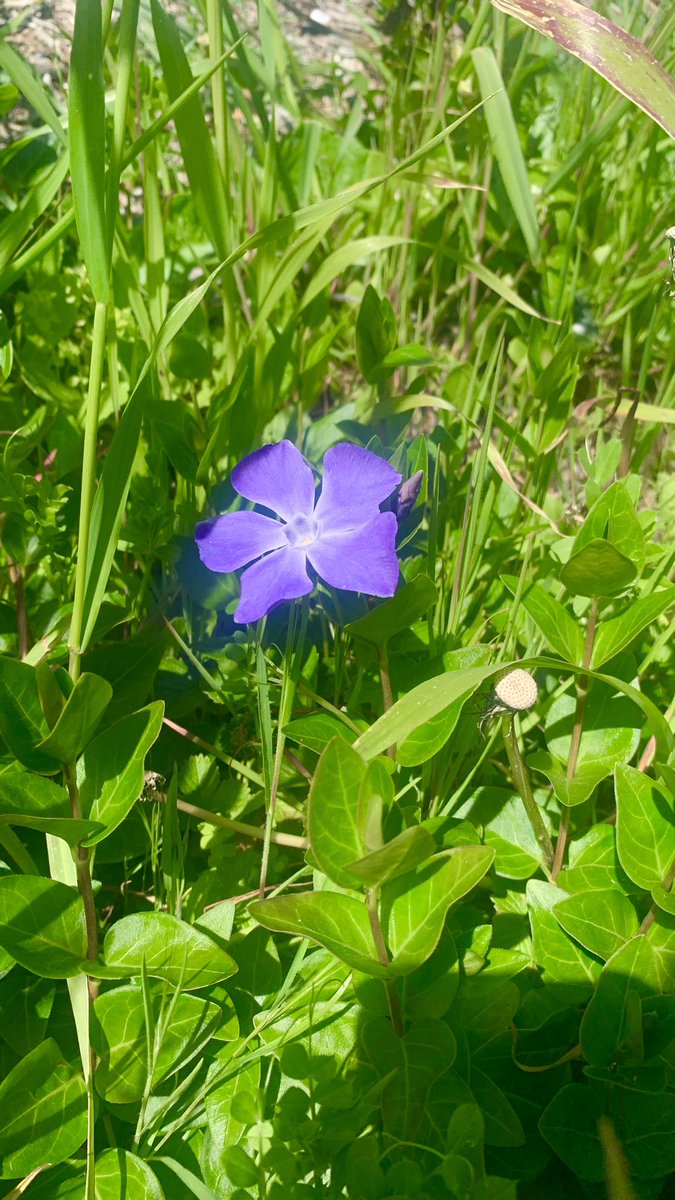 purple 💜

#flowersofinstagram #naturelovers